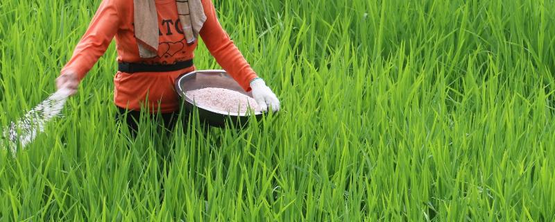 水稻返青期追施尿素还是硫酸铵