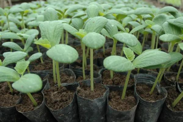 西瓜种子育苗方法步骤