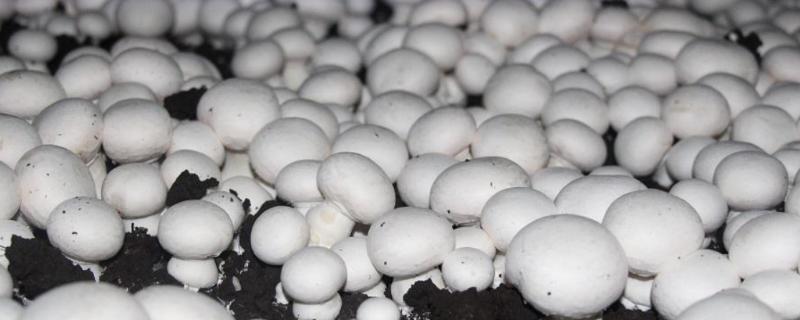 口蘑是双孢菇吗