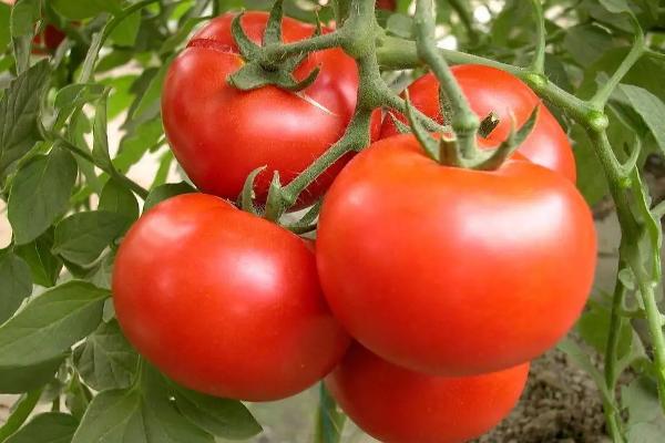 目前口感最好的西红柿品种