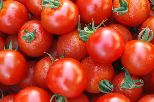 目前口感最好的西红柿品种