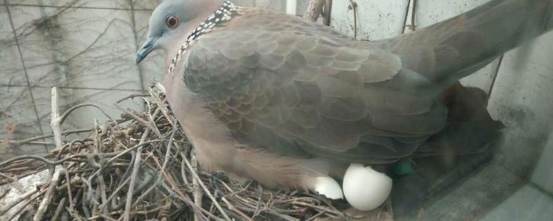 雌雄亲鸽如何分工孵蛋