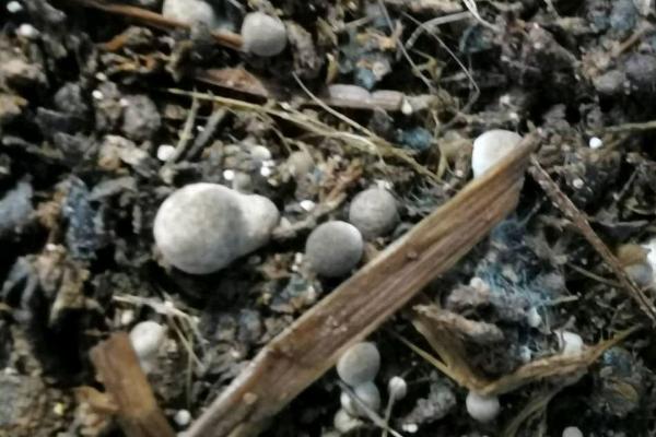 草菇菇蕾没有病害为什么会死亡