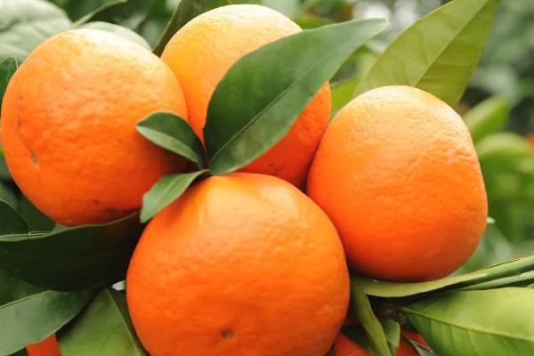 目前最好吃的4个品种柑橘