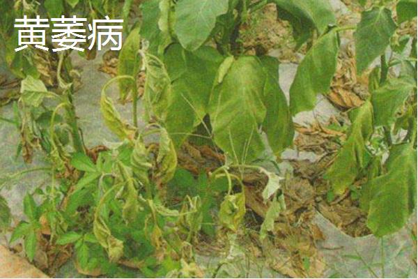 茄子在种植过程中有哪些病害，主要有以下几种