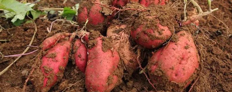 红薯地第二年为什么不能种