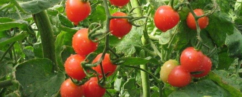 西红柿喜欢酸性土壤还是碱性土壤