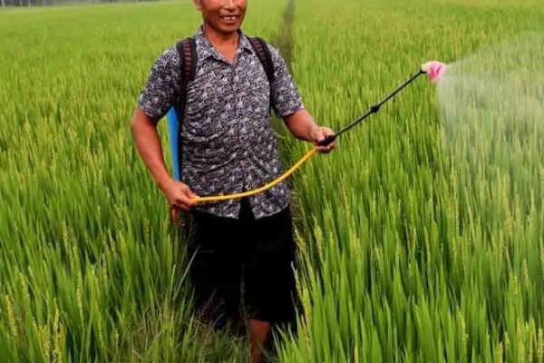 常见水稻除草剂，附水稻田除草剂使用方法