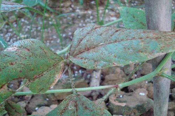 豆角叶子有铁锈斑点用什么药