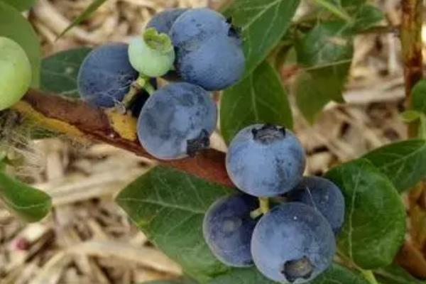 蓝丰蓝莓有什么特点