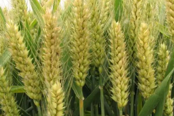 900公斤小麦品种