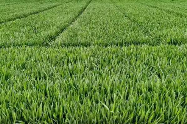 高产小麦品种排行榜