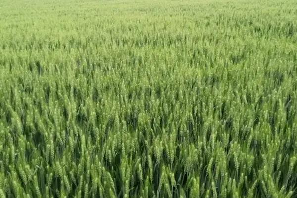 高产小麦品种排行榜
