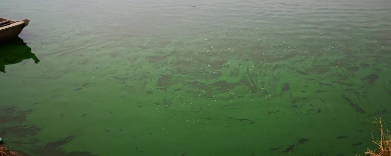 爆发蓝藻的原因和危害