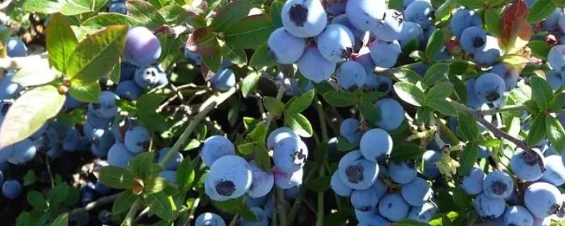 奥尼尔蓝莓种植要点，正确授粉提高结果率