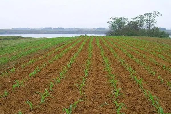 玉米种子几天破土出苗