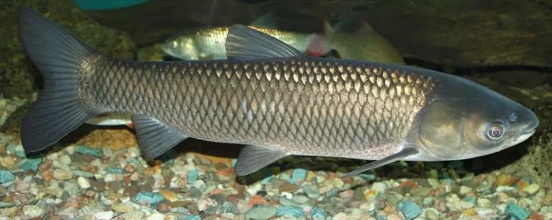 鱼类的生殖与受精方式