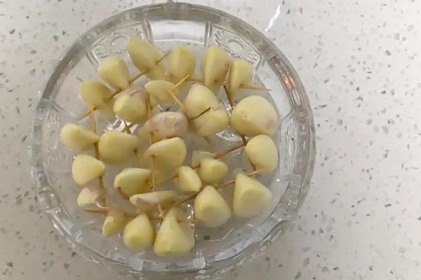 大蒜种子催芽最简单的方法
