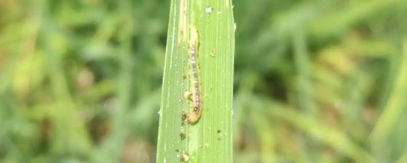 稻纵卷叶螟是什么，一种水稻害虫严重影响产量