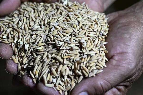 水稻种子催芽方法