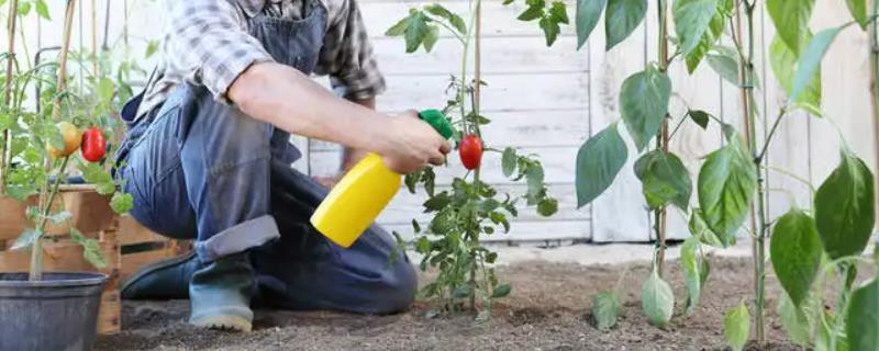如何正确的给番茄进行叶面追肥，注意施用种类、浓度、时间等
