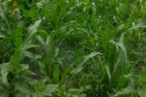 打完玉米除草剂多久下雨无需重喷，有哪些常见除草剂种类