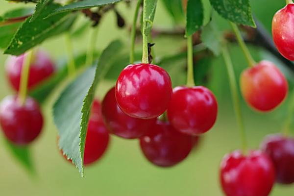 樱桃的传播种子的方法是什么