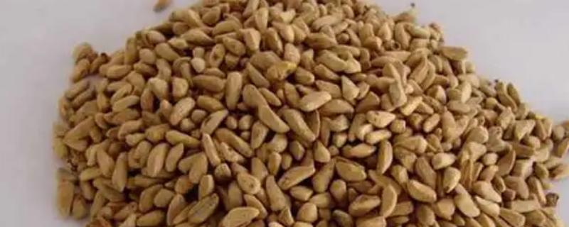 石榴种子的种植方法，要正确处理石榴籽