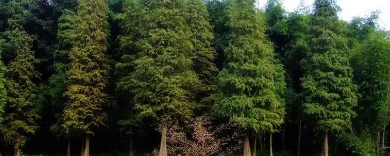 绿化树品种大全