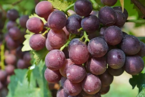 巨峰葡萄成熟季节是几月份