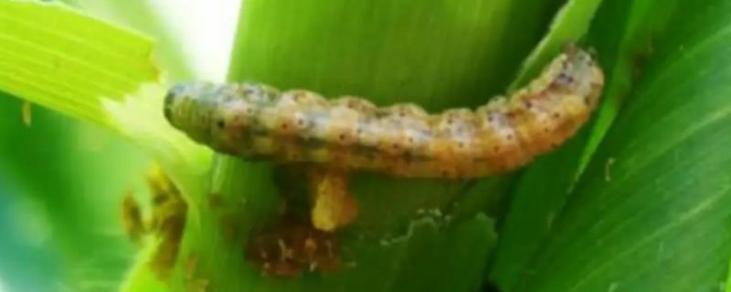 玉米粘虫的危害症状及防治措施，把幼虫消灭在3龄之前