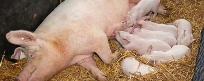 小猪一直不进产道怎么处理，多由于母猪产力不足导致