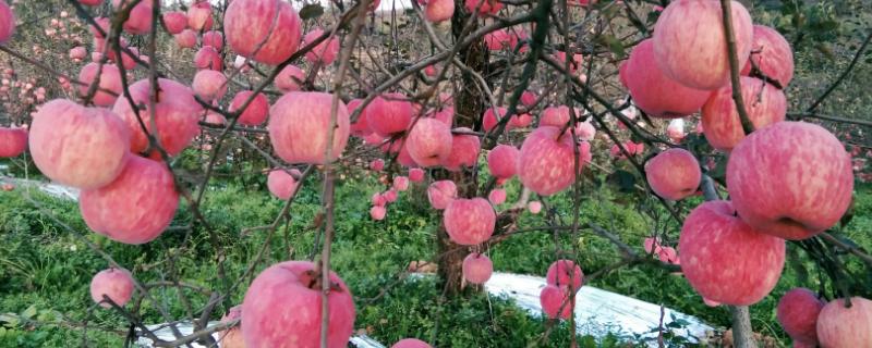 红富士苹果的种植技术，掌握科学的种植技术