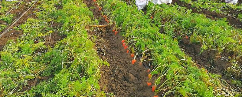 秋冬胡萝卜如何施肥，可在田里过冬