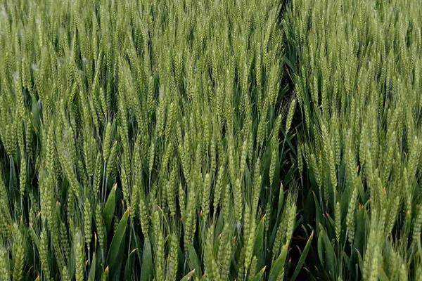 山东小麦高产品种排名前十名