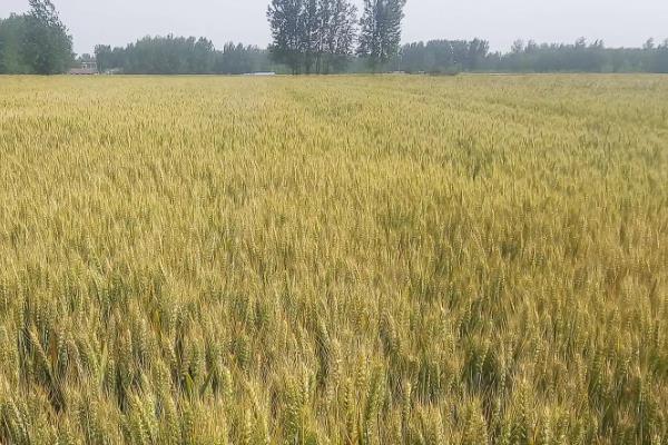 山东小麦高产品种排名前十名
