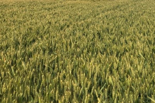 小麦高产品种排名前十名官方