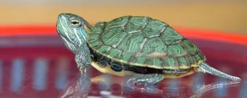 巴西龟可以长多大，到了晚上就睡觉