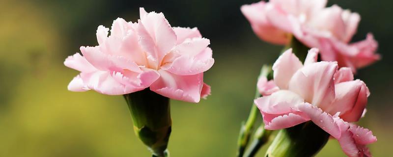 花语是温柔的花