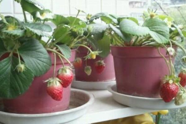 家里阳台种草莓会破坏风水吗