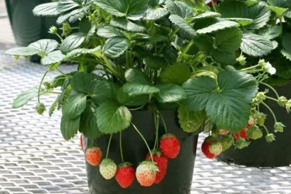 家里阳台种草莓会破坏风水吗