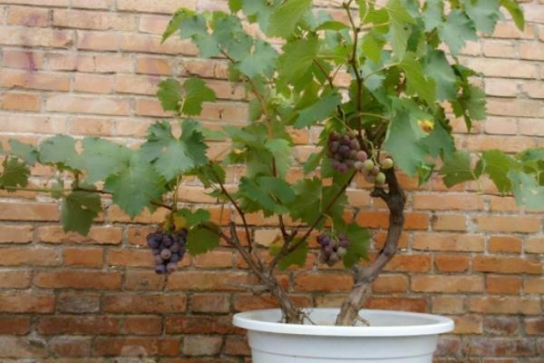 阳台种葡萄树用什么盆