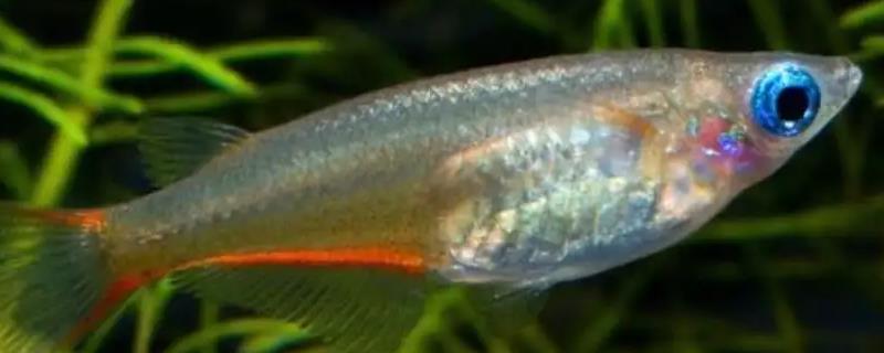 鱼尾巴变黑的原因和治疗方法，适当提升水温可促进恢复