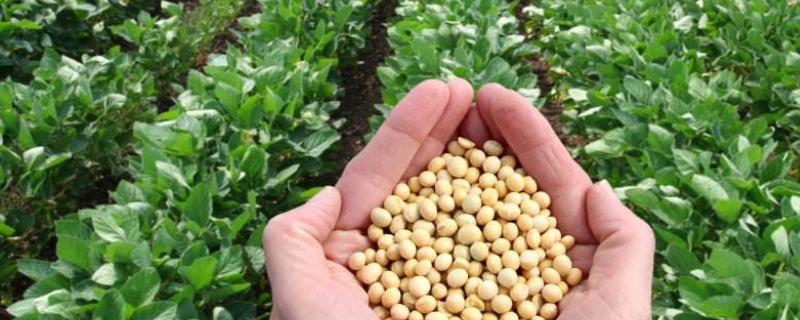 大豆如何正确施肥，科学施肥有利于增产