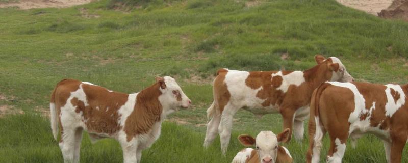 牛犊出生多长时间才能吃饲料，饲喂谷类饲料可促进生长