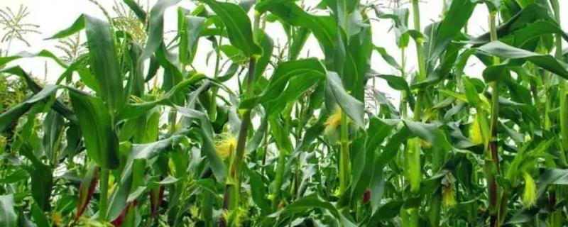 夏玉米适合什么土壤种植，肥力高保肥能力强