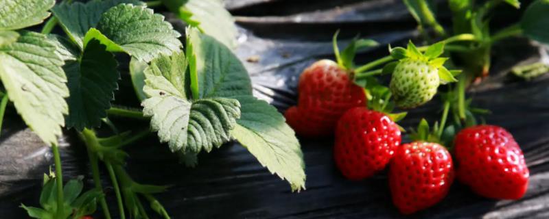 草莓爬藤是否需要修剪，爬藤会降低草莓的成活率