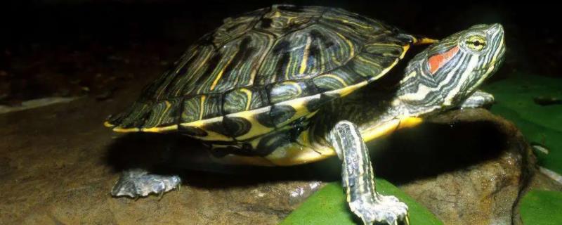 巴西龟缩在壳里不动是怎么回事，通常在患病的时候干养