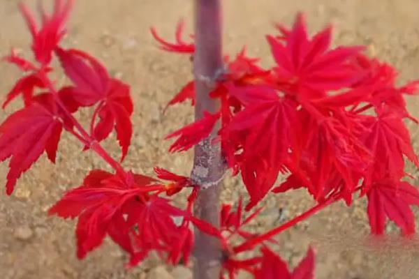 日本红枫十大必入品种