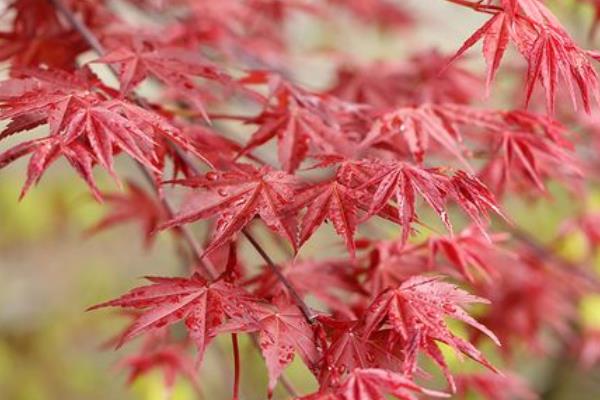 日本红枫十大必入品种